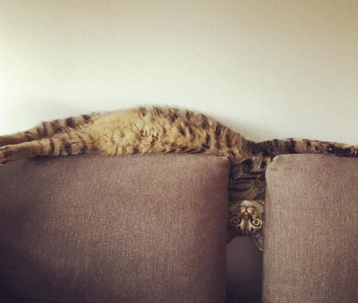 cat on sofa, stretching