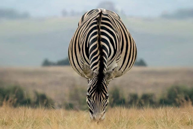 zebra headstand 