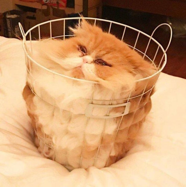 cat in a basket , funny cat photos