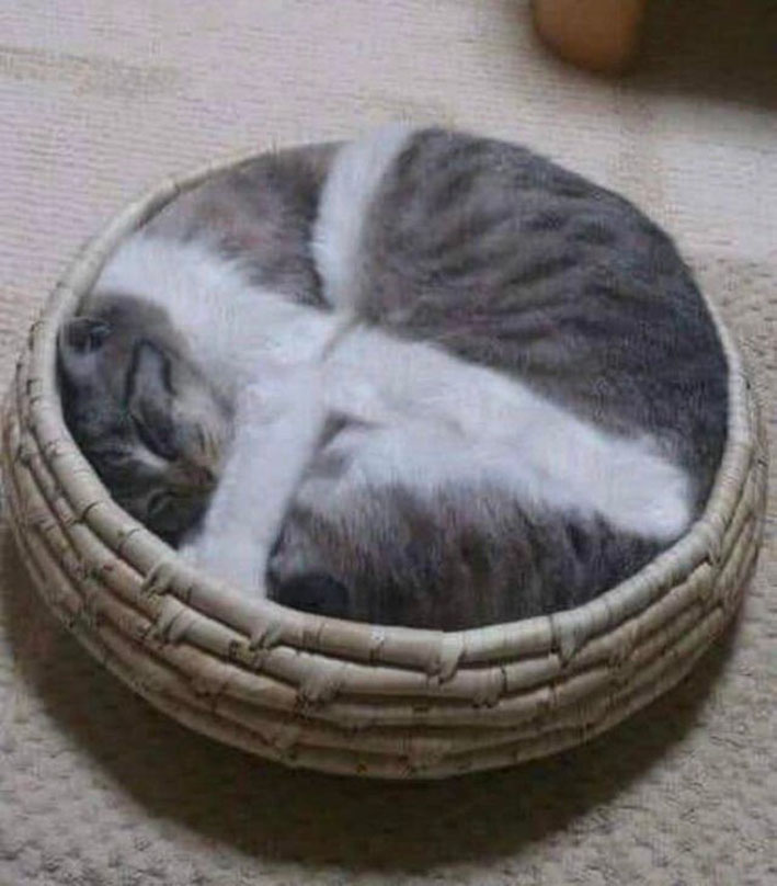 cat in a basket 