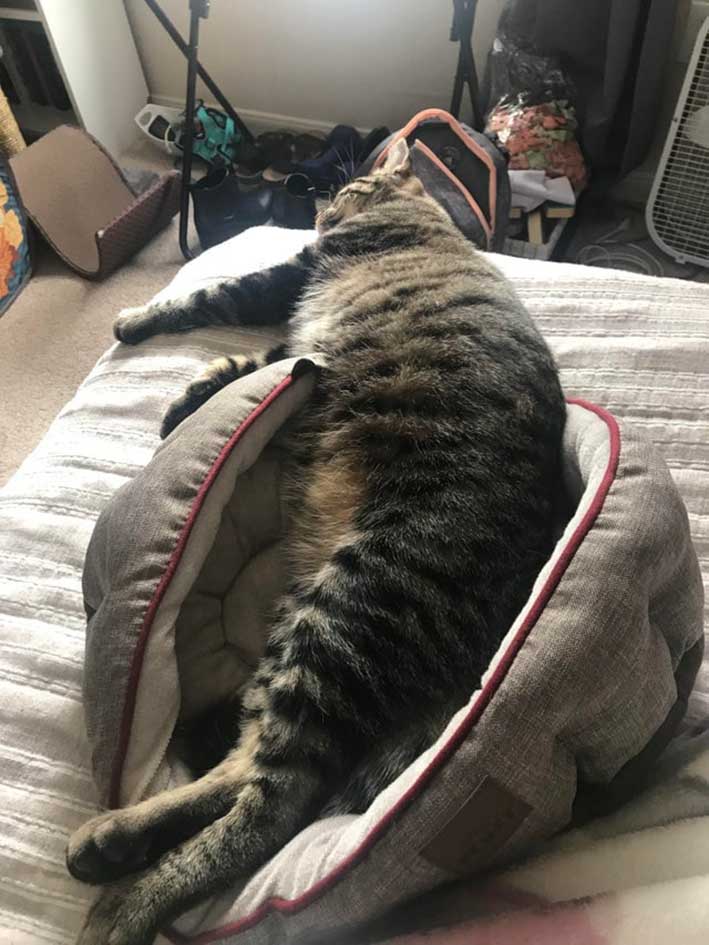 stretching cat 