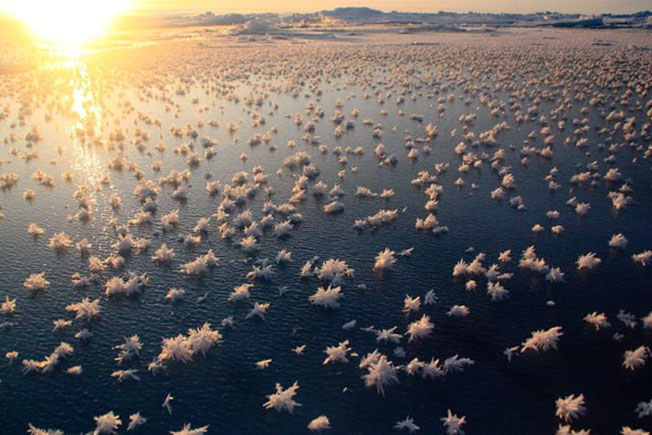 Frost Flowers