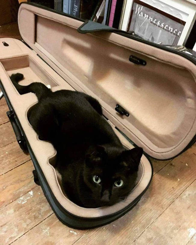 cat in violin box , funny cat photos