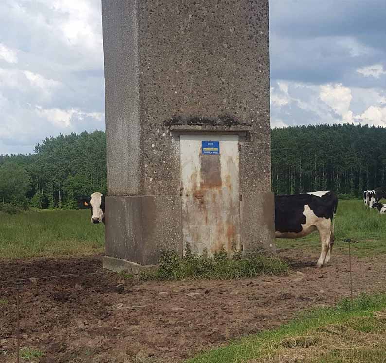 long cow, confusing photos
