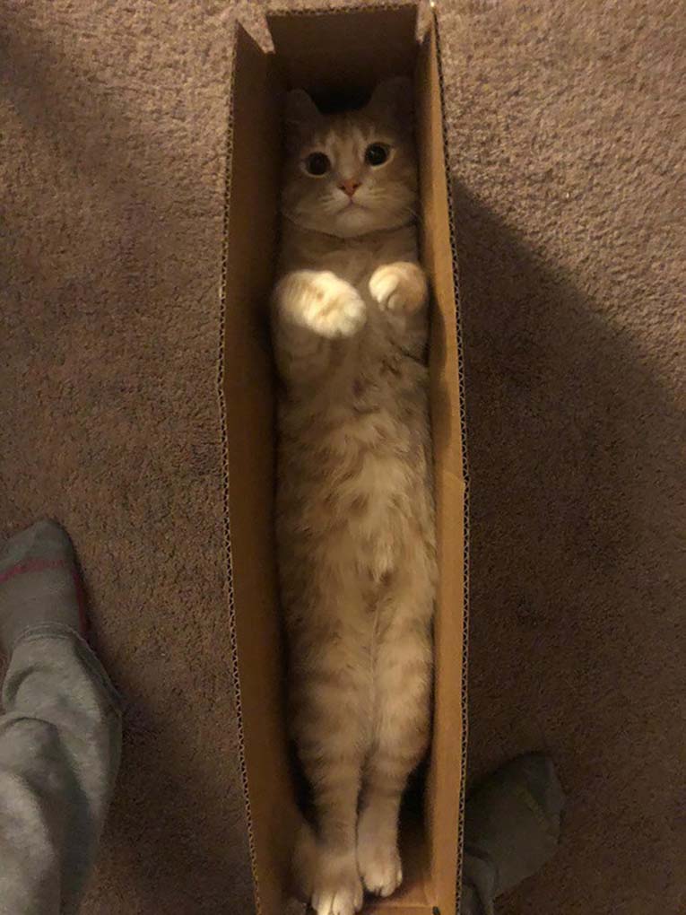 cat in a box , funny cat photos