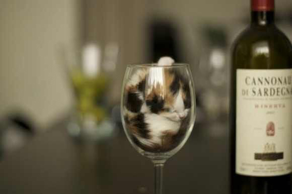 cat in wine glass, funny cat photos