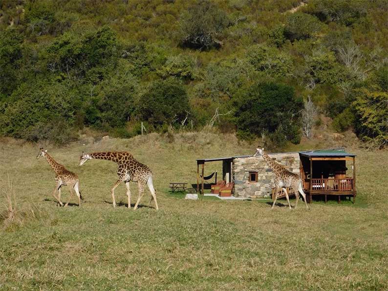 Zebra Safari Tent, Plettenberg Bay, South Africa