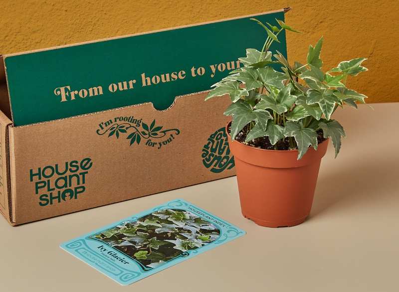 The House Plant Box