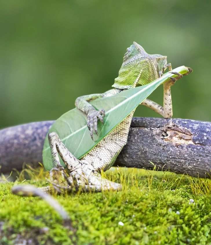 chameleon playing guitar,
best photos without photoshop