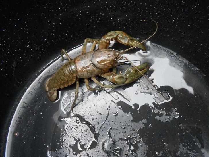 crayfish in the bucket, unique shot , best photos without photoshop