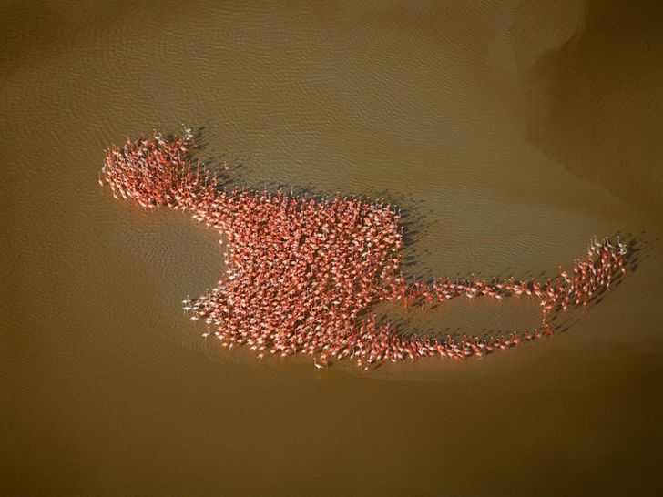 Flamingos gathered in the shape of a flamingo, Yucatan Peninsula