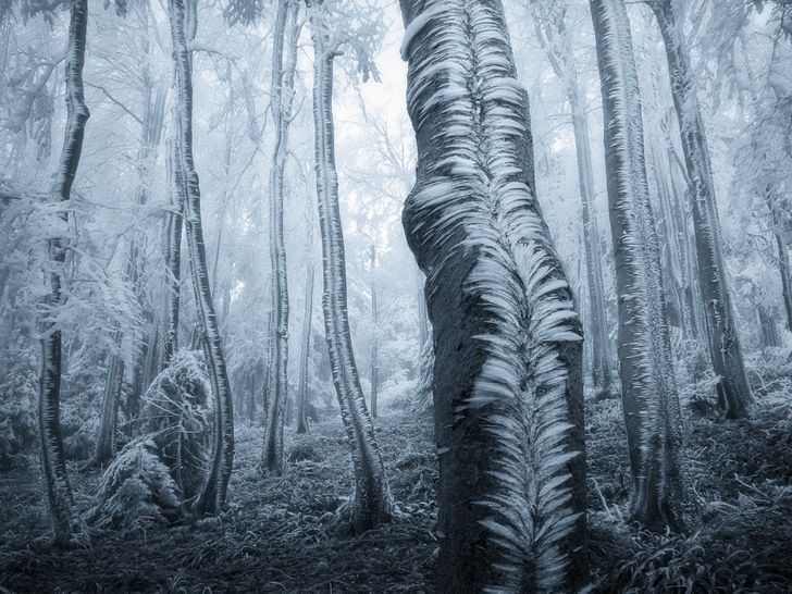 Frosted Trees , best photos without photoshop