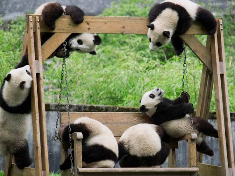 Giant Panda Daycare Center 