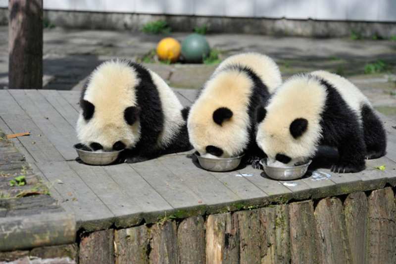 Panda daycare center