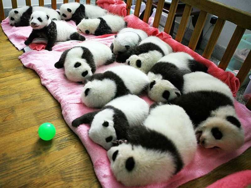 giant panda center 