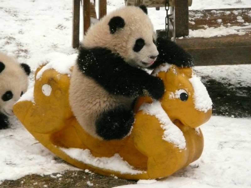 Panda Daycare Center 