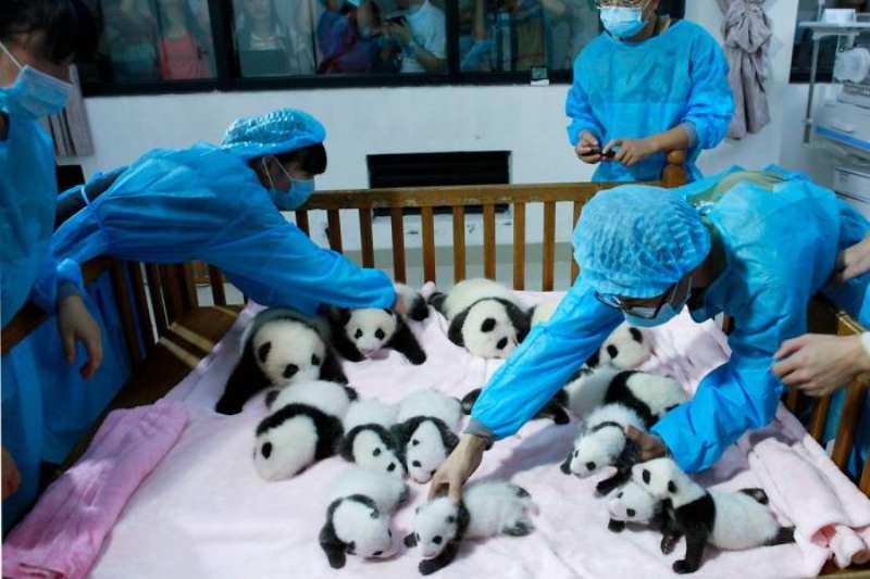 Panda daycare center