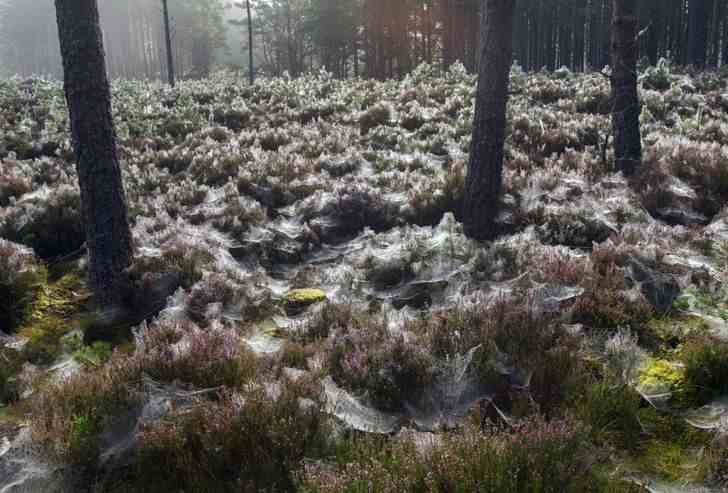 Abernethy Forest, Scotland, best photos without photoshop