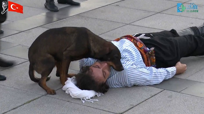 stray dog comforts injured actor 