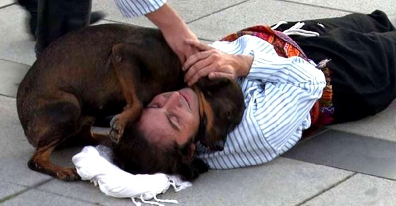 stray dog comforts actor 