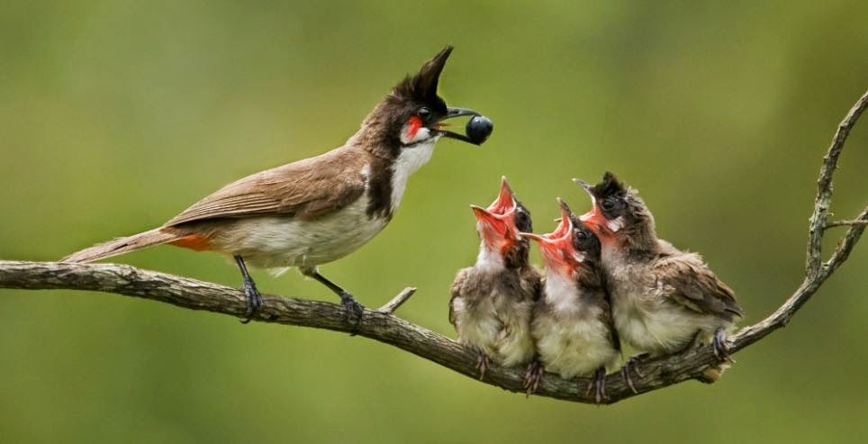Bird feeding babies