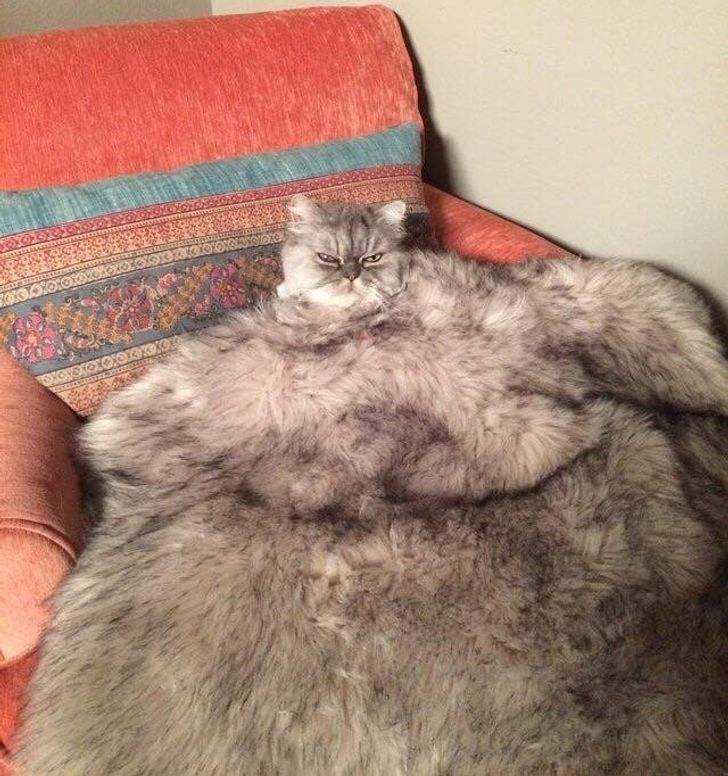 cat melts into fur 