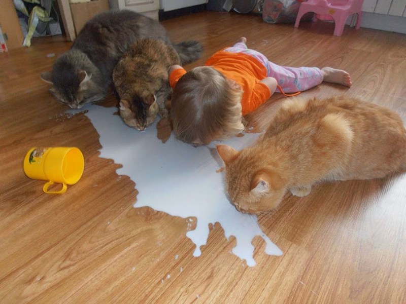 cats and a child drinking milk on the floor