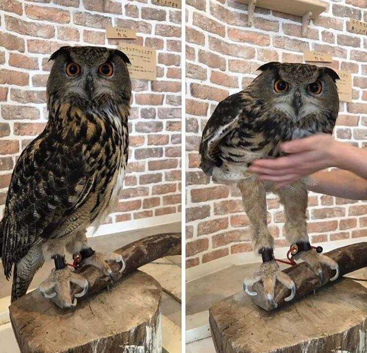 owl long legs, untrue facts 