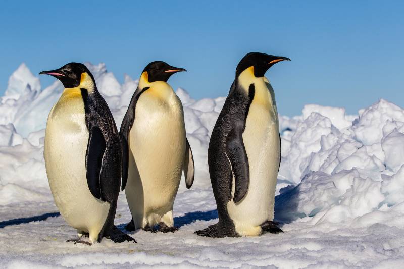 three penguins, untrue facts 