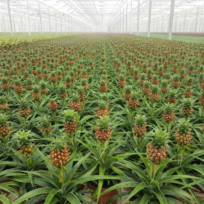 pineapples growing on ground 