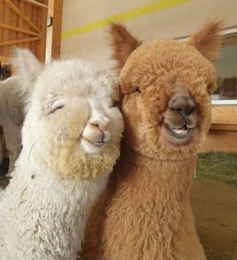 animal friendships , alpaca friends
