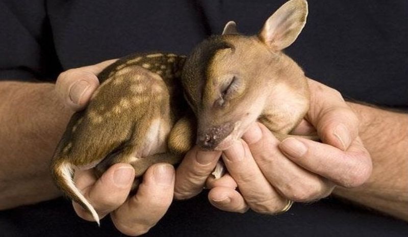 a baby deer
