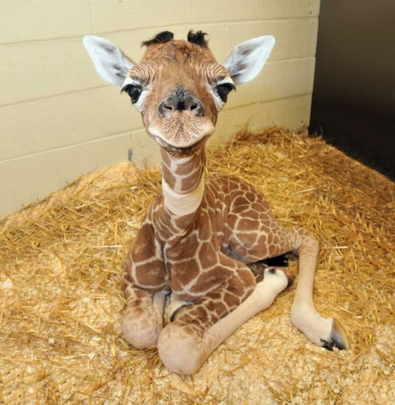 adorable baby animals, cute giraffe