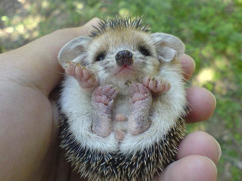 baby hedgehog, cutest baby animals