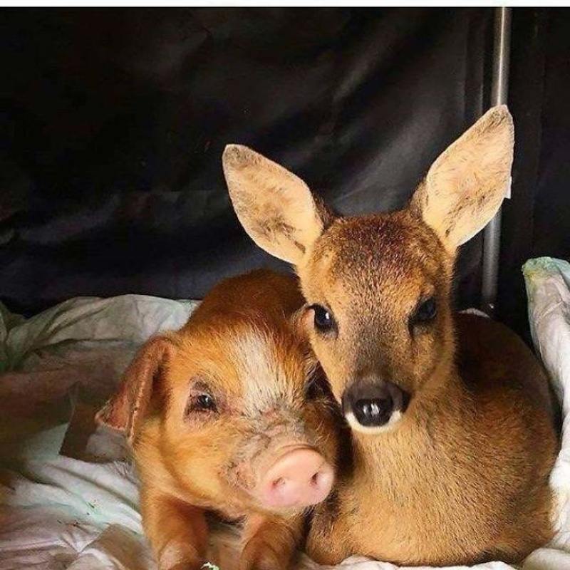 deer and pig, animal friends 