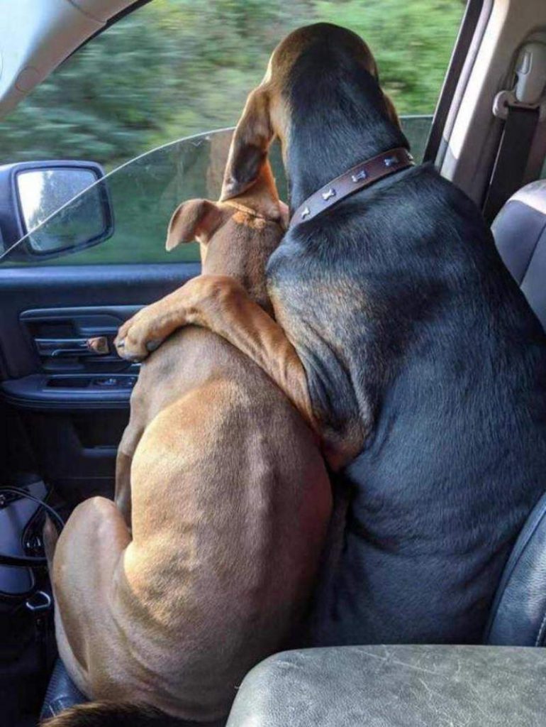 best friends, dog hugging