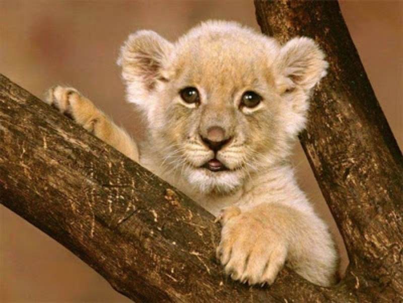 a cute cub