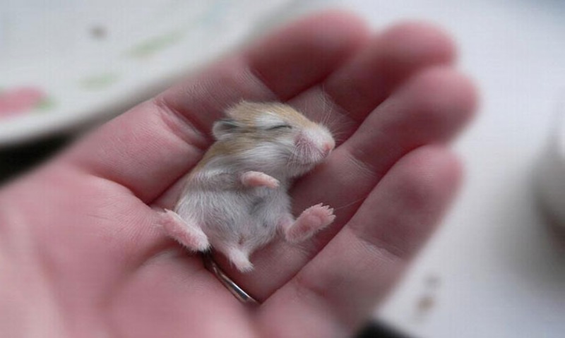 adorable baby animals, a cute baby hamster
