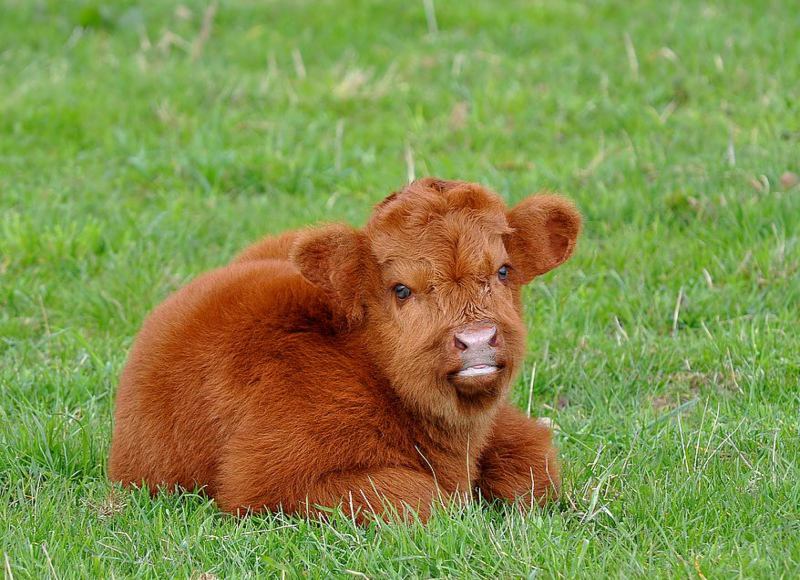 A cute calf, cutest baby animals