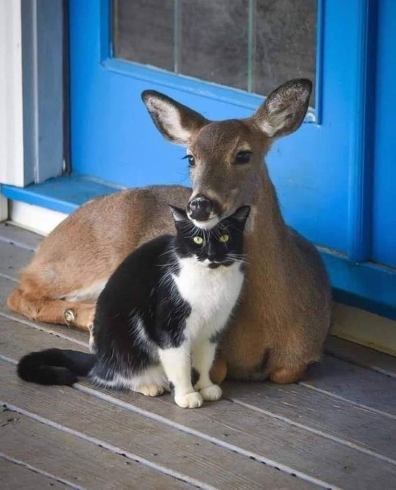 deer befriends cat