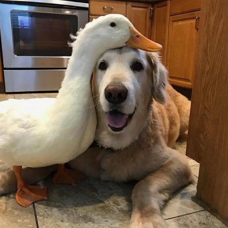 duck and dog friends