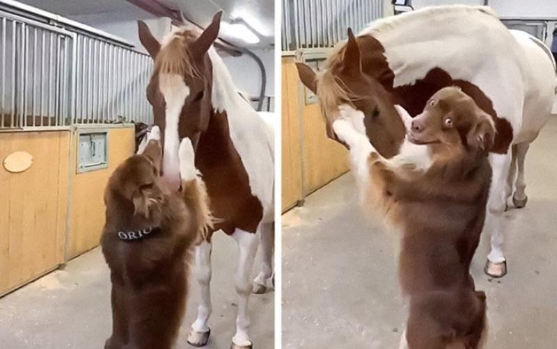 dog meets horse