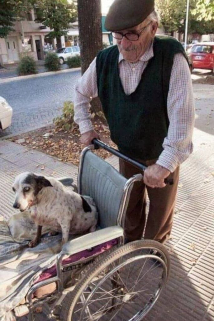 A grandpa takes a dog that cannot walk for a walk in a wheelchair, heartwarming photos 
