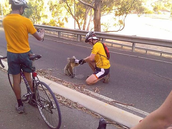 Two cyclists take a quick break to feed a dehydrated koala on the street, heartwarming photos 