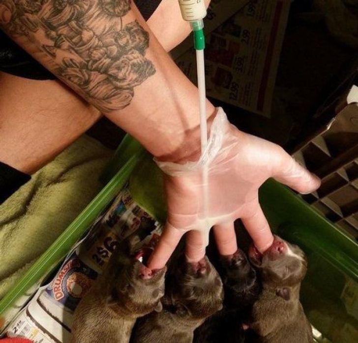 Someone found a way to feed all the newborn puppies at the same time, heartwarming photos 