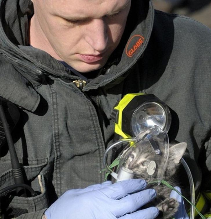 fireman puts an oxygen mask on a kitten 
