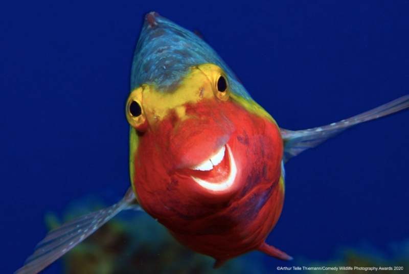 fish smiling