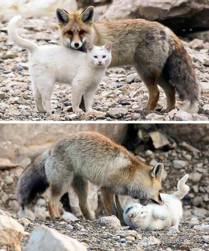 cat meets fox