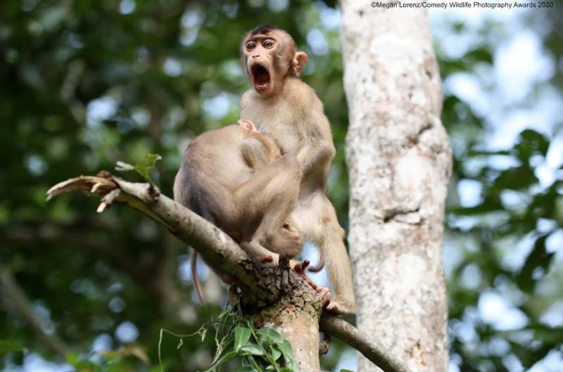 funny animal pictures -monkey