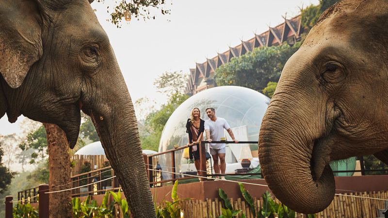 jungle bubbles anantara golden triangle elephant camp and resort